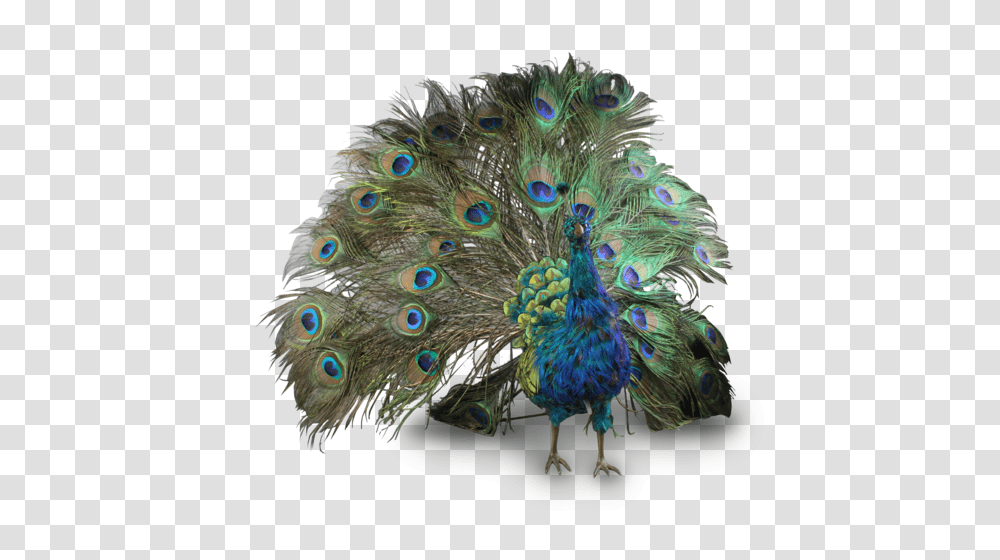 Peacock, Animals, Bird, Chicken, Poultry Transparent Png