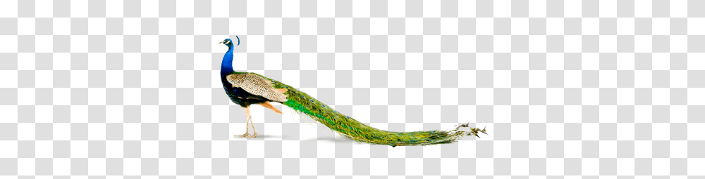 Peacock, Animals, Bird, Fishing Lure, Bait Transparent Png