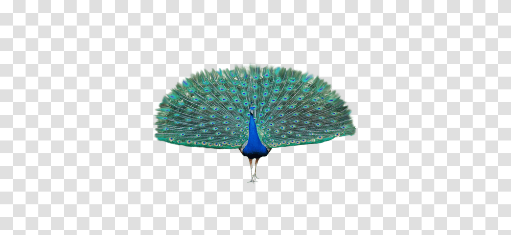Peacock, Animals, Bird, Fungus Transparent Png