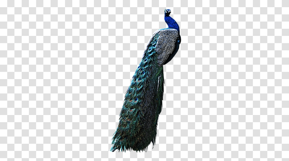 Peacock, Animals, Bird, Scarf Transparent Png