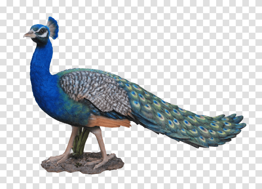 Peacock, Animals, Bird Transparent Png