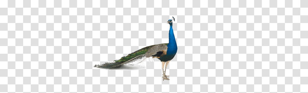 Peacock, Animals, Bird Transparent Png