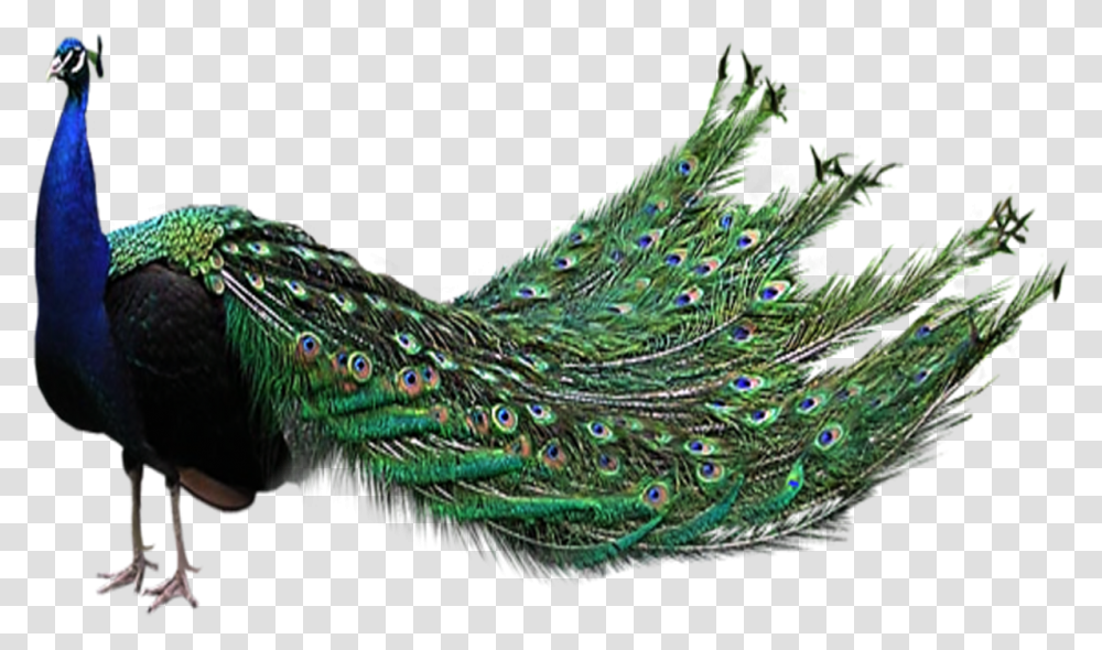 Peacock, Animals, Bird Transparent Png