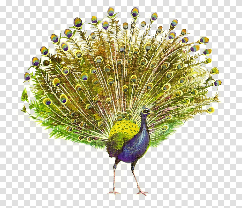 Peacock, Animals, Bird Transparent Png