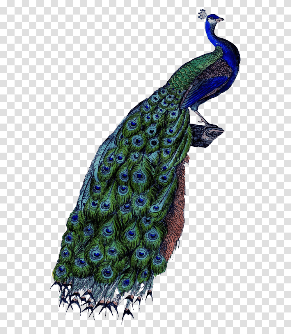 Peacock Background, Animal, Bird Transparent Png