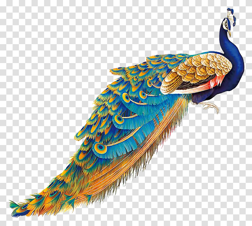 Peacock, Bird, Animal, Beak Transparent Png