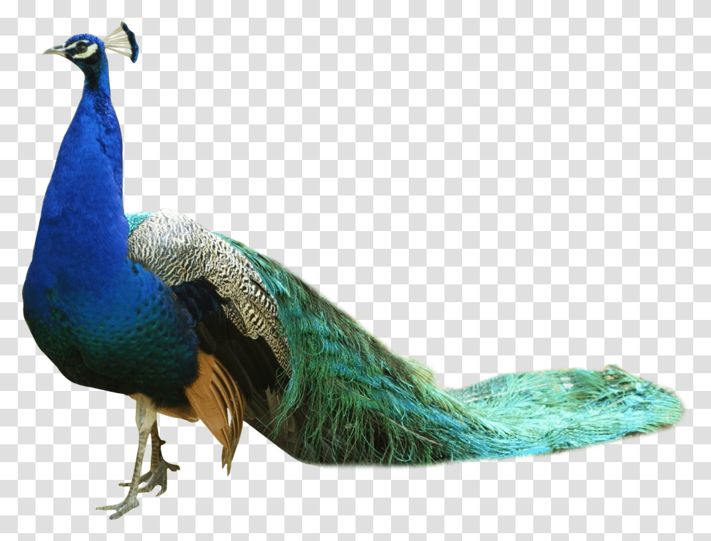 Peacock, Bird, Animal, Beak Transparent Png