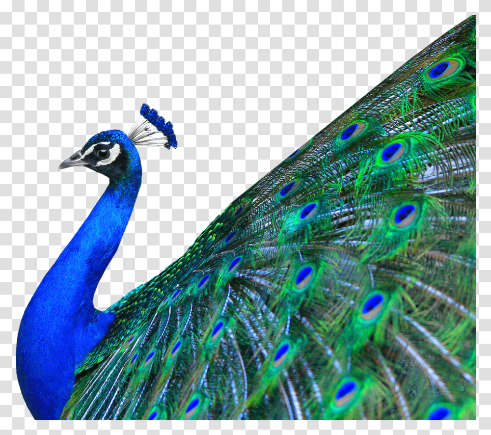 Peacock, Bird, Animal, Fish Transparent Png