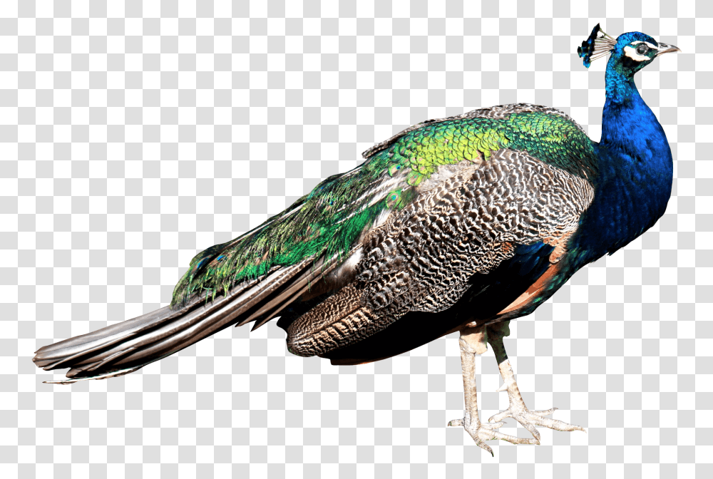 Peacock, Bird, Animal Transparent Png