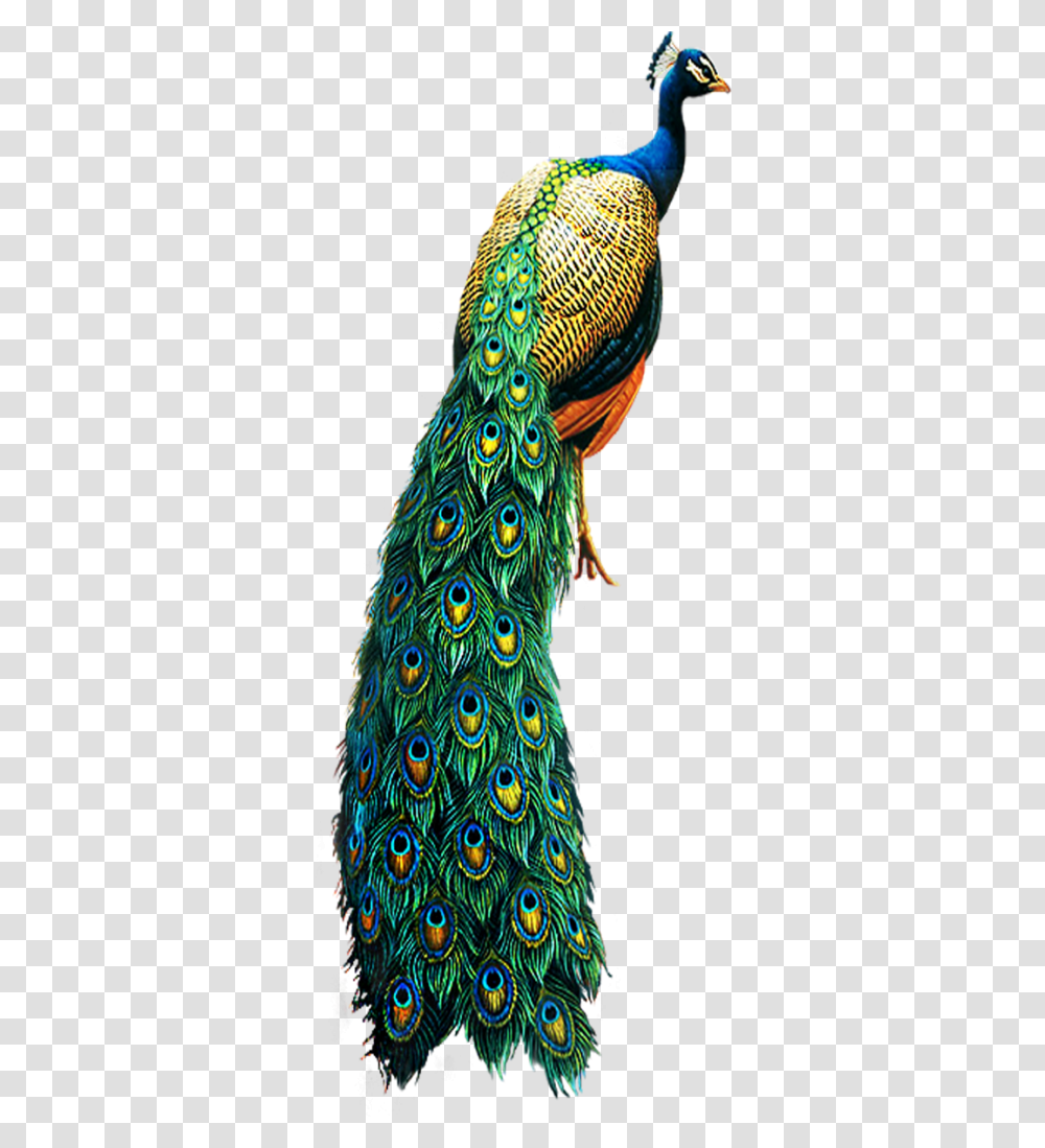 Peacock, Bird, Animal Transparent Png
