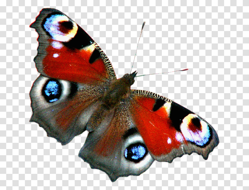 Peacock Butterfly, Insect, Invertebrate, Animal, Moth Transparent Png