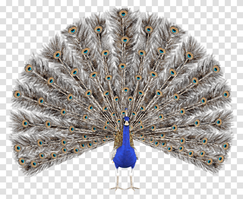 Peacock Clipart And Images Easy 10 Lines On Peacock In English Transparent Png