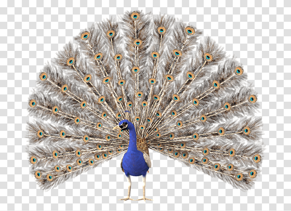 Peacock Clipart, Bird, Animal Transparent Png