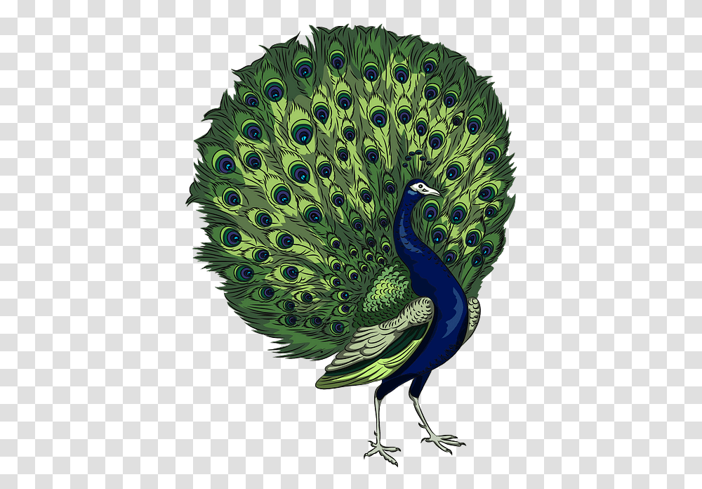 Peacock Clipart, Bird, Animal Transparent Png