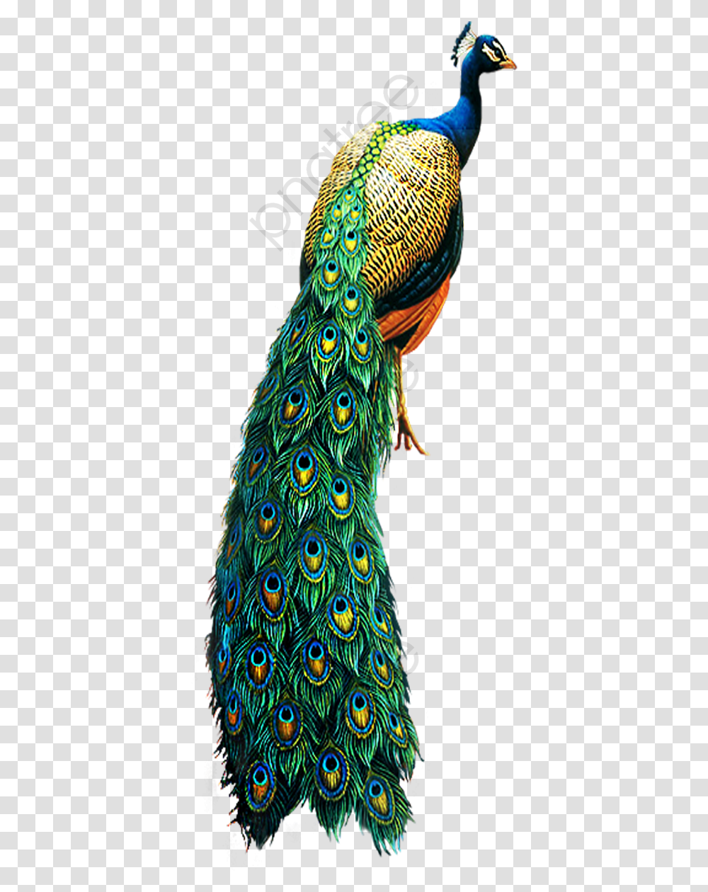 Peacock Clipart Bird Peacock Background, Animal Transparent Png