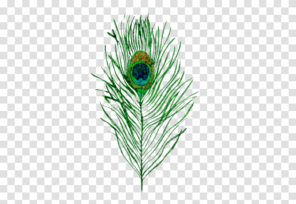 Peacock Clipart Pavo Real Pavo Real Pluma, Plant, Fern, Bird, Animal Transparent Png