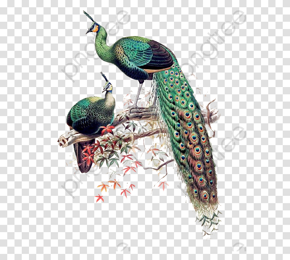 Peacock Clipart Wedding Pavo Muticus Art, Bird, Animal Transparent Png