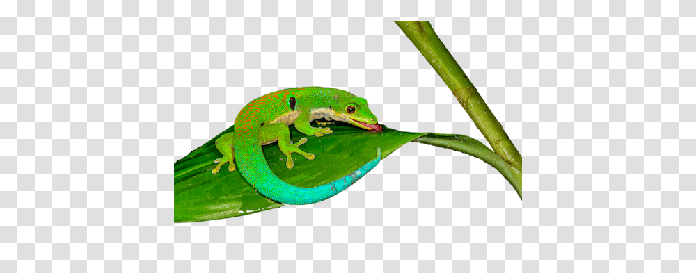 Peacock Day Gecko Illexotics, Animal, Lizard, Reptile, Amphibian Transparent Png