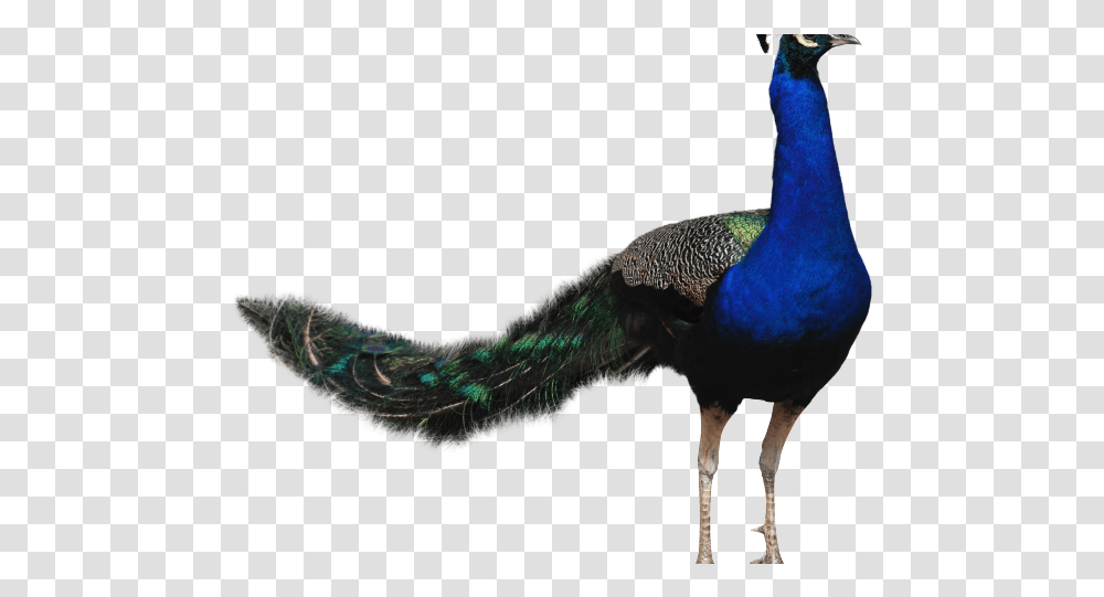 Peacock Feather And Beak, Bird, Animal Transparent Png