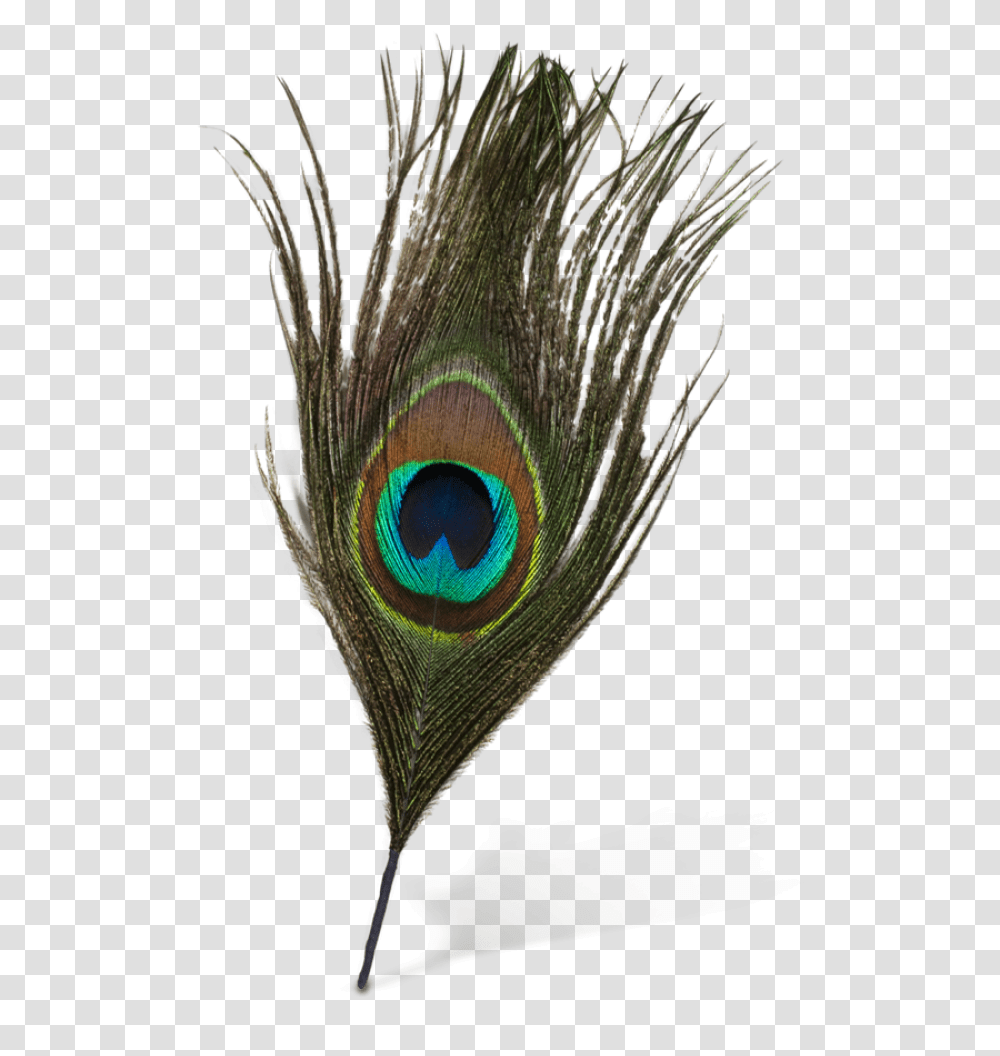 Peacock Feather, Animal, Bird, Invertebrate, Insect Transparent Png