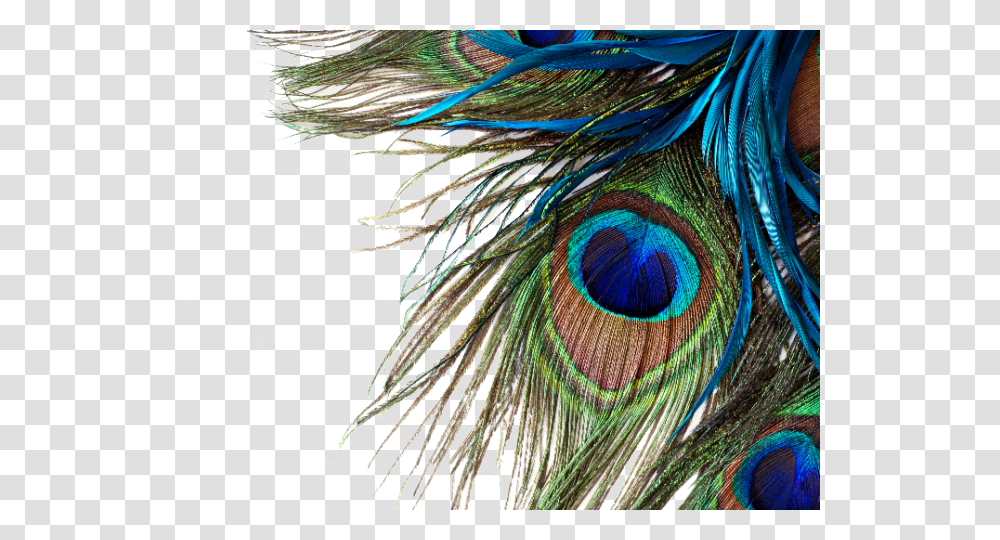 Peacock Feather Desktop Wallpaper Hd, Bird, Animal Transparent Png