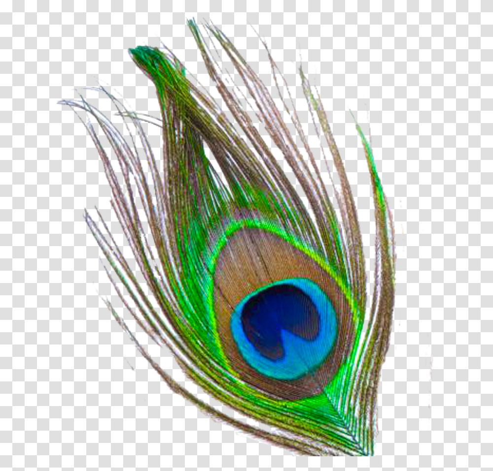 Peacock Feather Free Download Krishna Peacock Feather, Bird, Animal Transparent Png