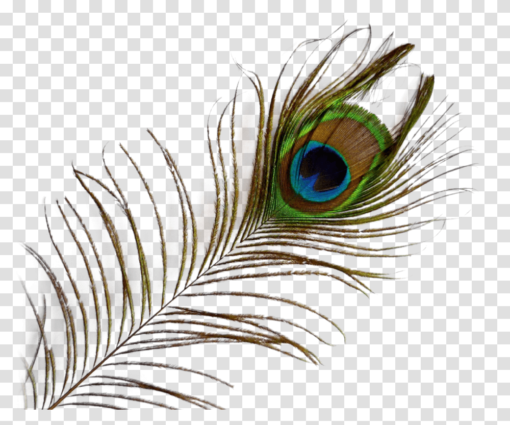 Peacock Feather Image, Animals, Chicken, Poultry, Fowl Transparent Png