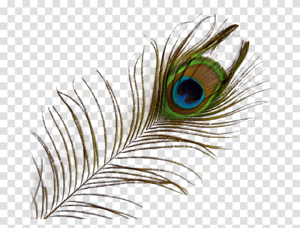 Peacock Feather Images Background Peacock Feather, Pattern, Fractal, Ornament, Electronics Transparent Png