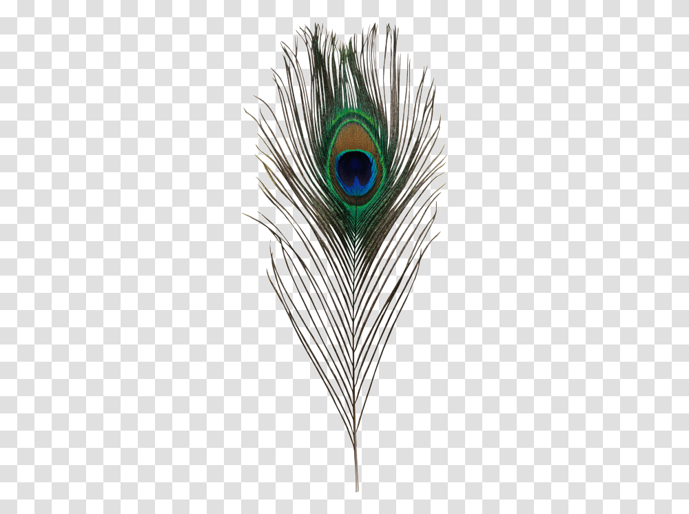 Peacock Feather Images Krishna Peacock Feather, Animal, Bird, Bee Eater, Ornament Transparent Png