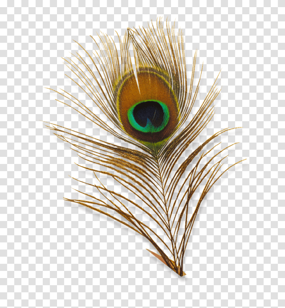 Peacock Feather Images, Ornament, Bird, Animal, Pattern Transparent Png