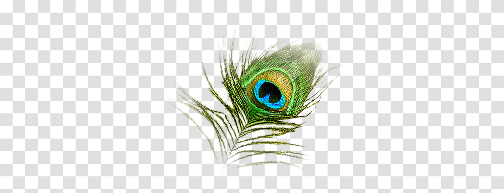 Peacock Feather Krishna Logo, Animal, Bird Transparent Png