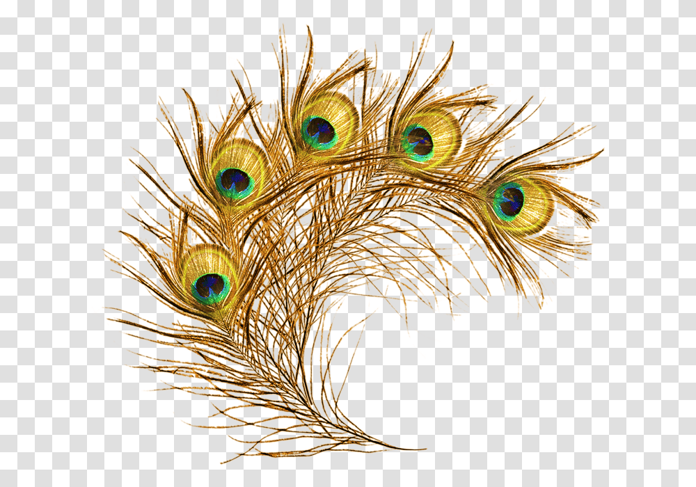 Peacock Feathers, Bird, Animal, Pattern, Ornament Transparent Png