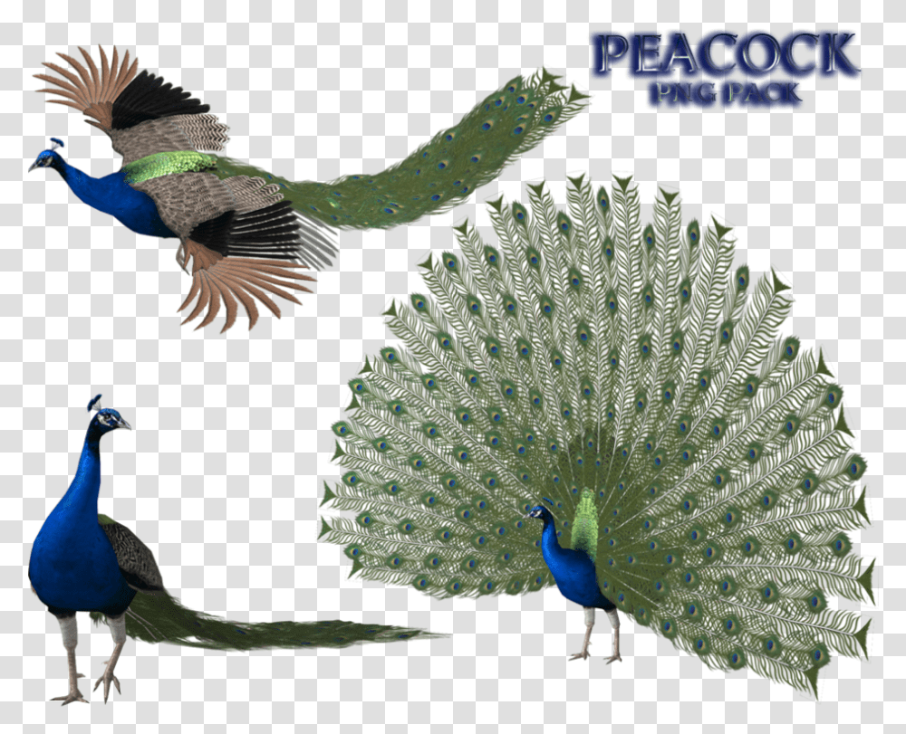 Peacock Free Image Peacock 3d, Bird, Animal Transparent Png