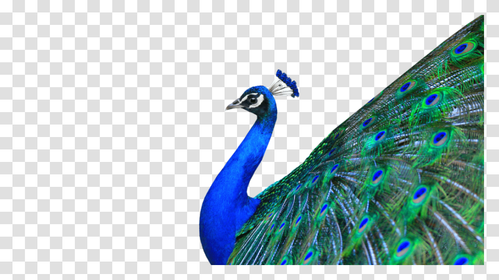 Peacock Hd Vector Clipart, Bird, Animal, Fish Transparent Png