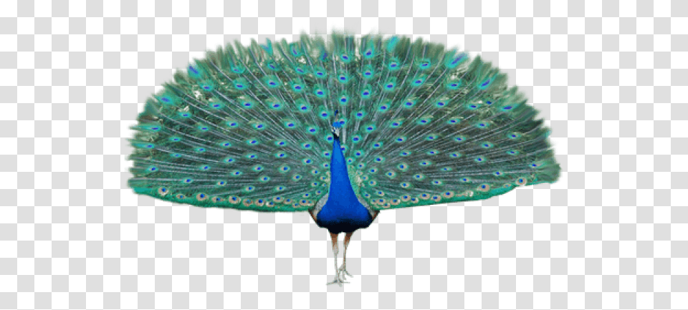 Peacock Image, Bird, Animal Transparent Png