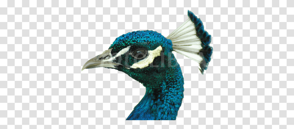 Peacock Image File Head, Bird, Animal, Beak Transparent Png