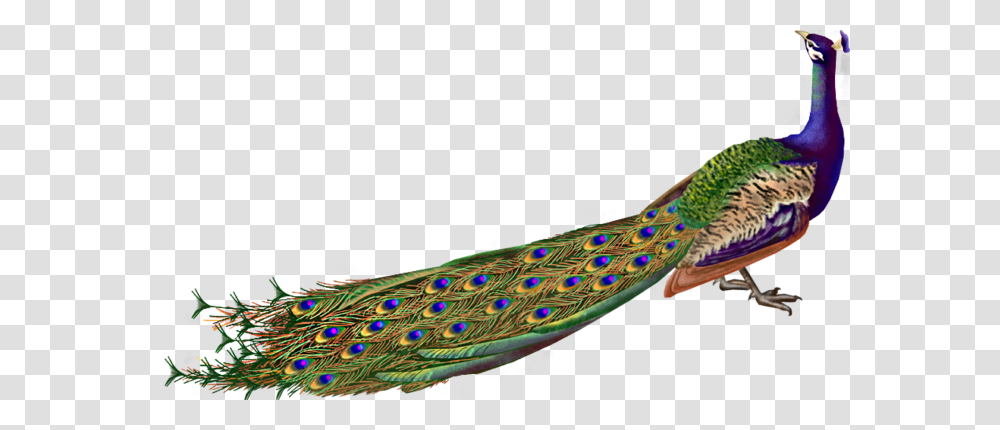 Peacock Images, Bird, Animal, Fish Transparent Png