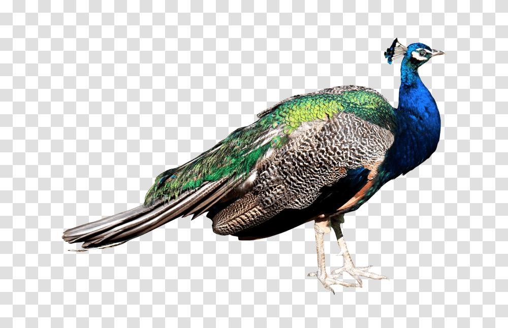 Peacock Images, Bird, Animal Transparent Png