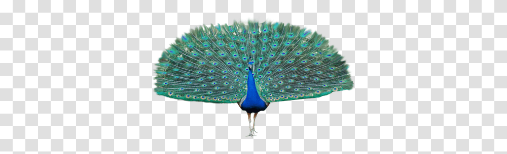 Peacock Images Free Download Background Peacock, Bird, Animal Transparent Png