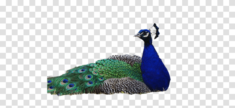Peacock Images Free Download, Bird, Animal Transparent Png