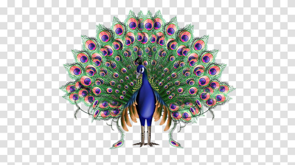 Peacock Images Free Download Imagen Animada Del Pavo Real, Bird, Animal, Pattern Transparent Png