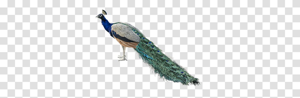 Peacock Images Free Download National Bird Of India, Animal Transparent Png