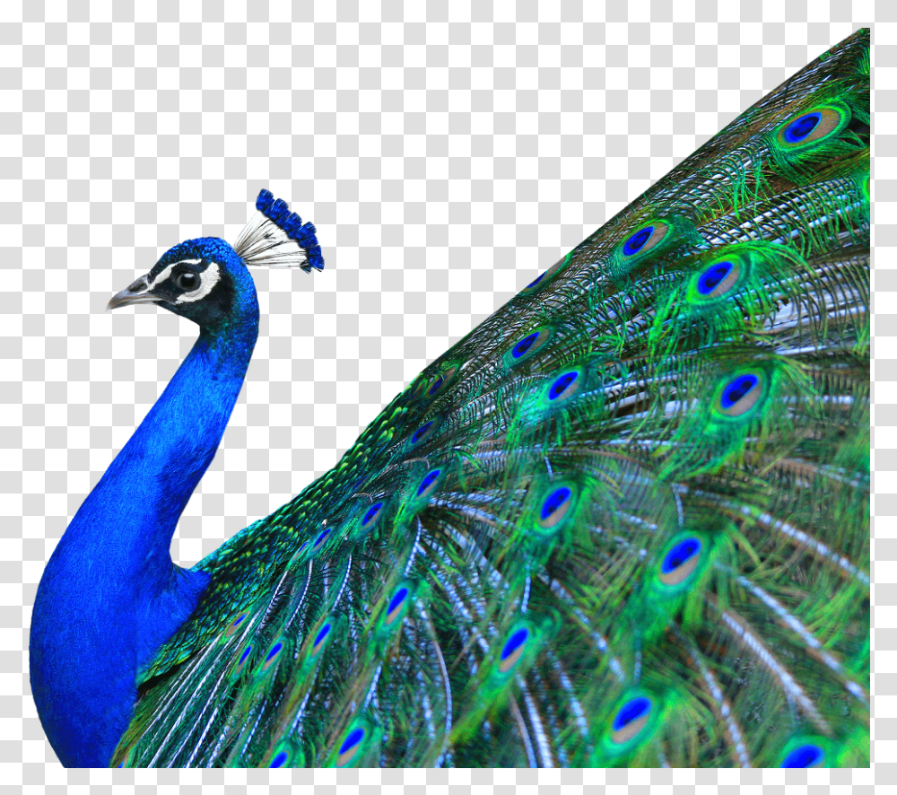 Peacock Images Free Download Peacock, Bird, Animal, Fish Transparent Png