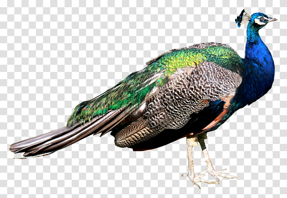 Peacock Images Free Download Peacock, Bird, Animal Transparent Png