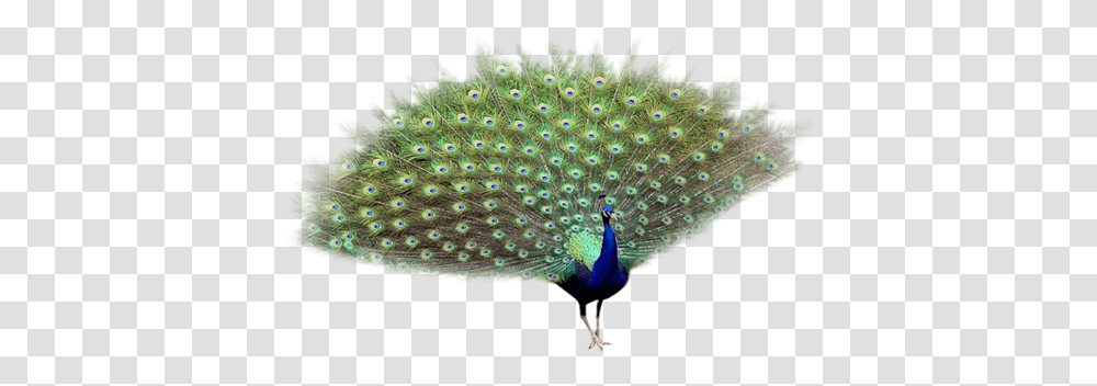 Peacock Images Free Peafowl, Bird, Animal Transparent Png