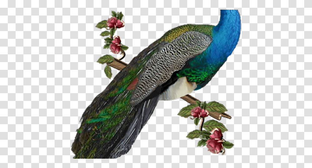Peacock Images Peacock, Bird, Animal Transparent Png