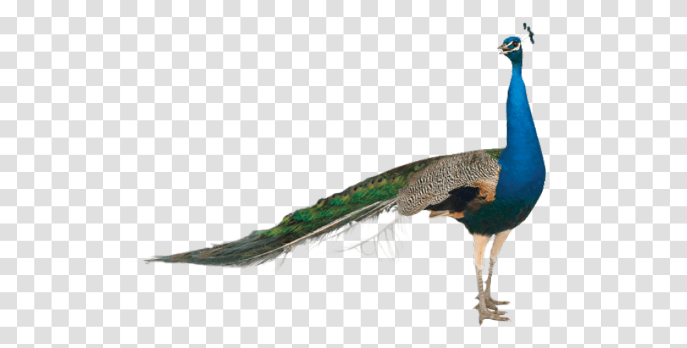 Peacock Images Peacock For Sale California, Bird, Animal, Reptile, Lizard Transparent Png