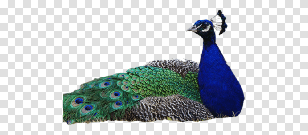 Peacock Images Peacock Images Without Background, Bird, Animal, Lizard, Reptile Transparent Png