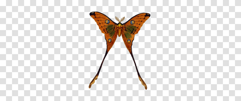 Peacock, Moth, Butterfly, Insect, Invertebrate Transparent Png