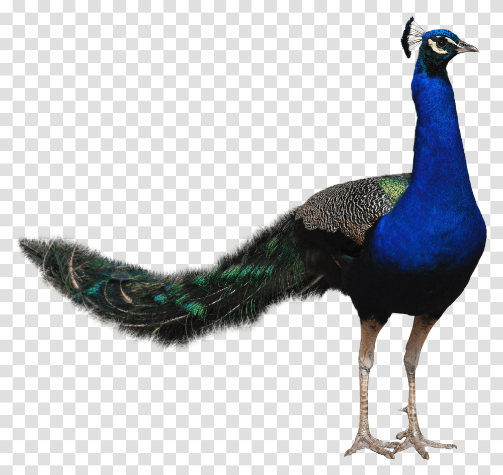 Peacock Peafowl, Animal, Bird Transparent Png
